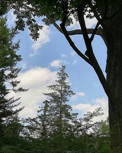 Low angle view of trees against cloudy sky