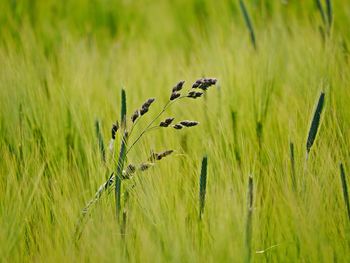 Plants growing on field