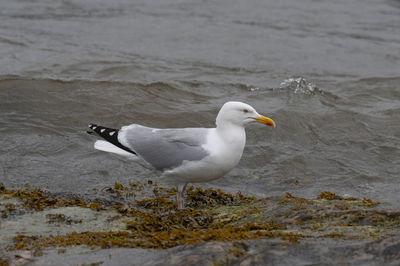 Seagull on beach