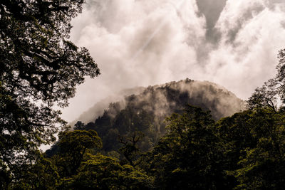 Low angle view of trees in forest against sky