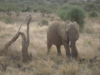 Elephant walking in a field