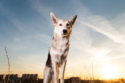 Portrait of a dog against sky
