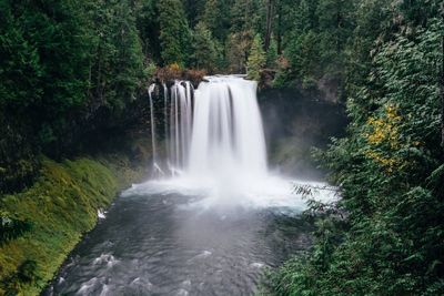 Scenic view of waterfall in forest