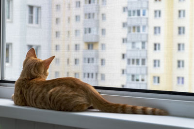 Ginger tabby kitten sits on the window sill with a protective mosquito and anti-vandal anti-cat net 