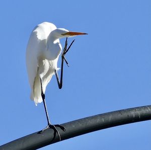 Low angle view of bird against the sky