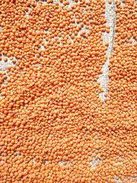 The lentil is an edible legume. it is an annual plant known for its lens-shaped seeds.