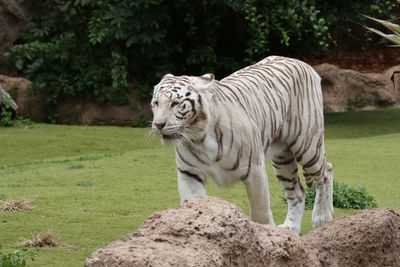 White tiger on grassy field in zoo