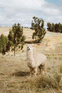 View of giraffe on field against sky