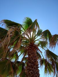 Low angle view of palm trees against clear blue sky