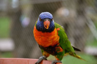 Close-up of parrot