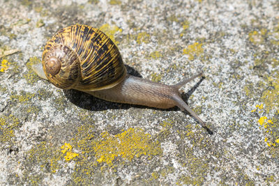 Close-up of snail