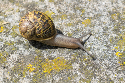 Close-up of a snail on cement