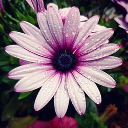 Close-up of pink flower blooming in garden