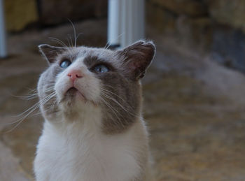 Close-up of cat looking up