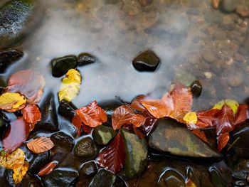 Fall colors. detail of rotten old leaves on basalt gravel in mirrored water of mountain stream. 
