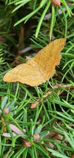 High angle view of lizard on land