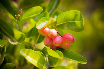 Close-up of strawberry growing on tree