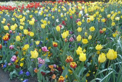 Close-up of yellow flowers blooming in field