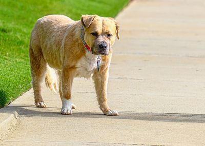 Dog standing on footpath