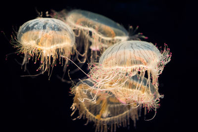 Flower hat jellyfishes swimming underwater at osaka aquarium kaiyukan
