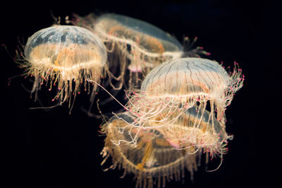 Close-up of jellyfish against black background