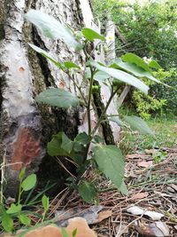 Close-up of fresh green plants