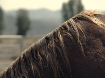Close-up of horse mane