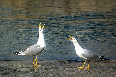 Bird in water