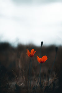 Close-up of poppy on field against sky