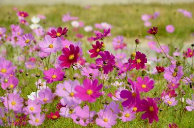 Close-up of pink cosmos flowers on field