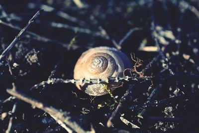 Close-up of snail on tree