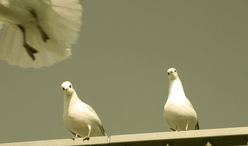 Close-up of bird perching on white wall