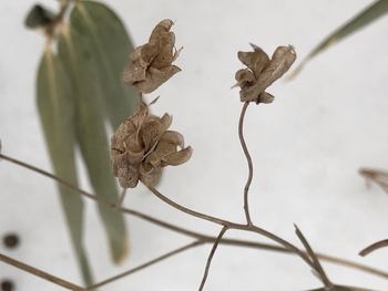 Close-up of dry leaves on plant