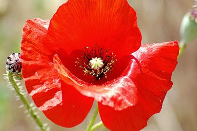 Close-up of red flower