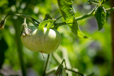 Close-up of lemon growing on tree