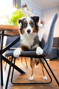 Portrait of dog sitting on table