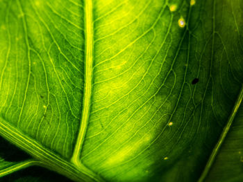 Close-up of raindrops on leaves