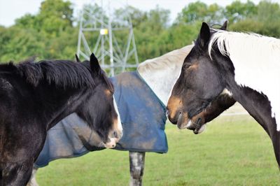 Horses in a field