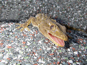 High angle view of lizard on rock