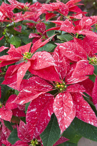 Close-up of wet red flowers