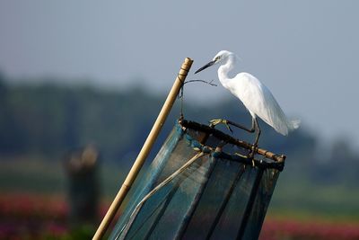 Close-up of bird perching on container