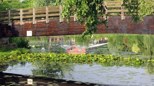 Reflection of trees in water
