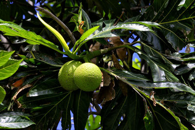 Close-up of fruit growing on tree