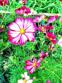 High angle view of pink flowers blooming on field