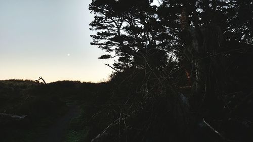 Trees on landscape against sky