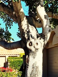 Low angle view of sculpture on tree trunk