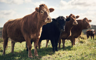 Cows on field