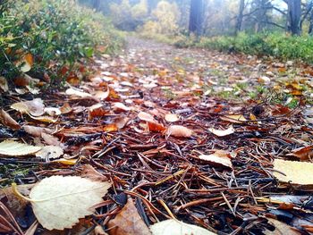 Fallen leaves in forest