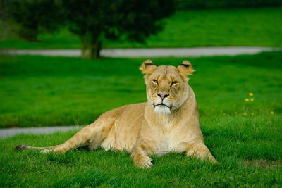 Lioness sitting on grassy field