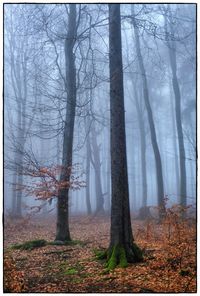 Bare trees in forest